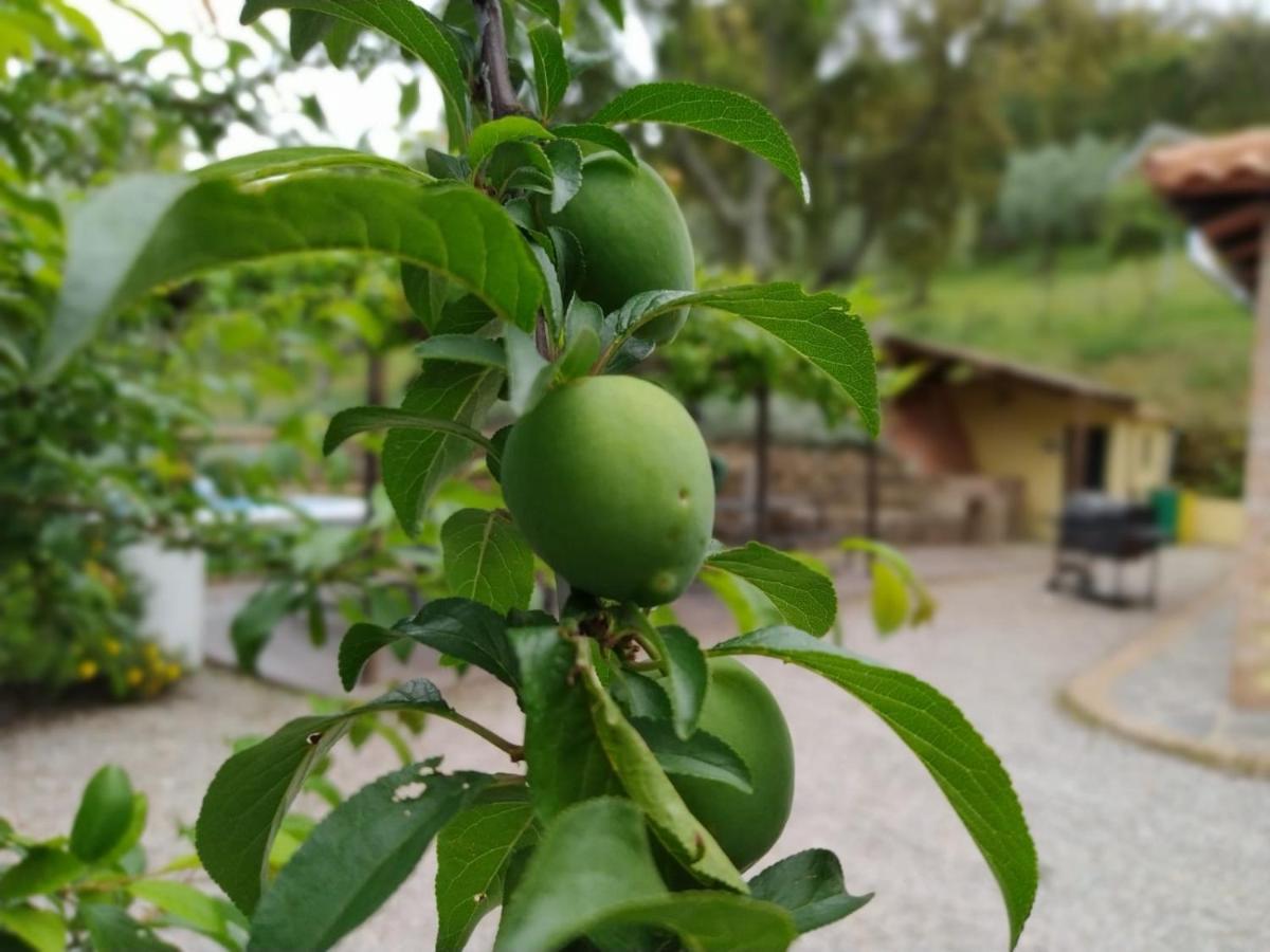 Casa Rural El Bonito กาซาญา เดลา เซียร์รา ภายนอก รูปภาพ